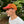 DMRC Orange 5-Panel Hat
